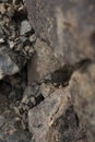 ÃÂ Yellow Spotted Keelback snake close up of juvenile snake hiding in rocks around water bodies